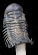 Flying Crotalocephalina Trilobite - Huge Specimen! #39149-7